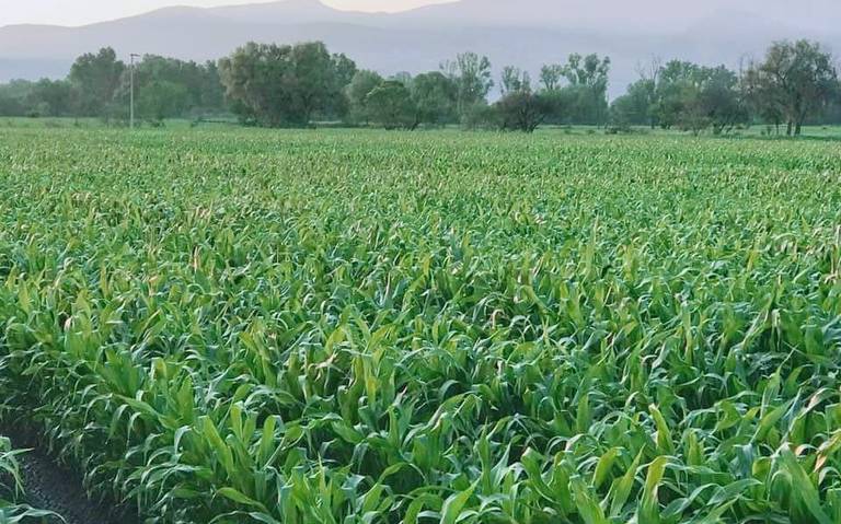 Habrá apoyo a los agricultores de Celaya con entregas de fertilizante - El  Sol del Bajío | Noticias Locales, Policiacas, de México, Guanajuato y el  Mundo