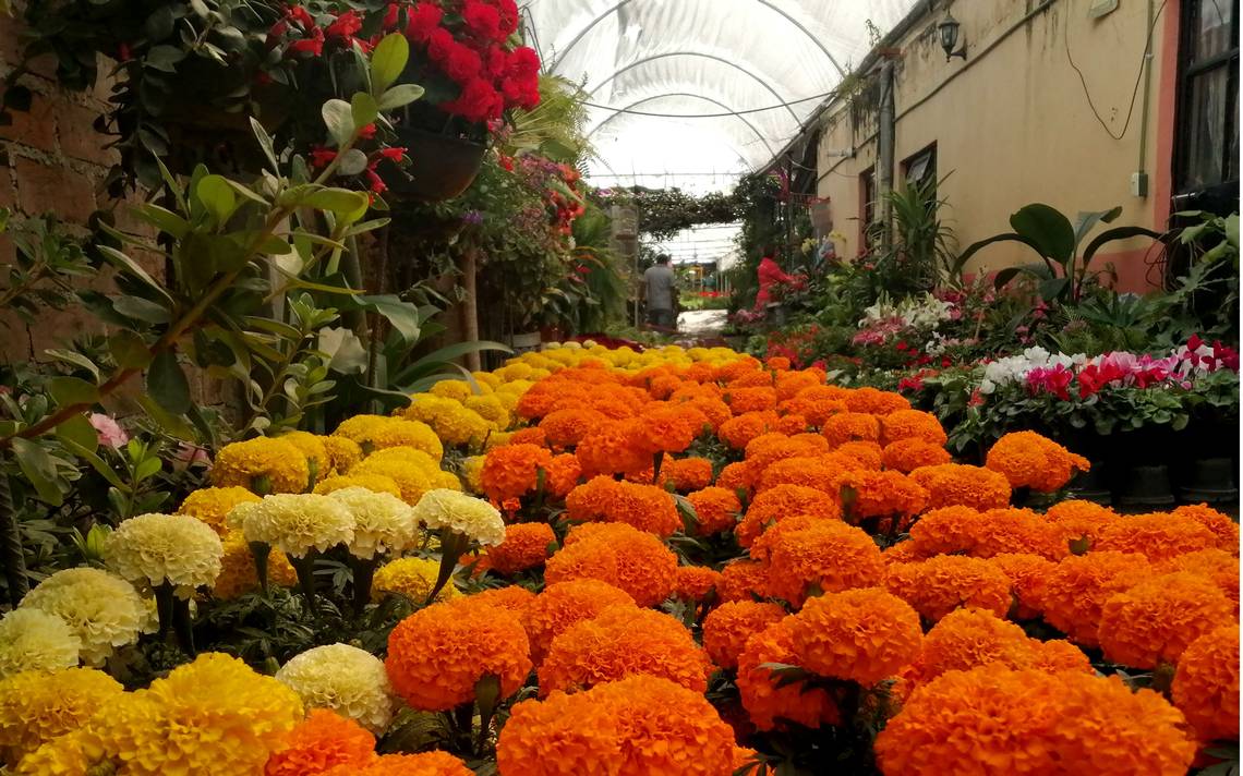 Cempasúchil: una flor tradicional mexicana - El Sol del Bajío | Noticias  Locales, Policiacas, de México, Guanajuato y el Mundo