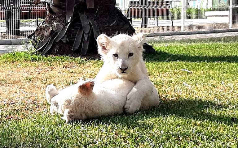 Nacen dos leones blancos en el Zoo Ira en Irapuato - El Sol del Bajío |  Noticias Locales, Policiacas, de México, Guanajuato y el Mundo