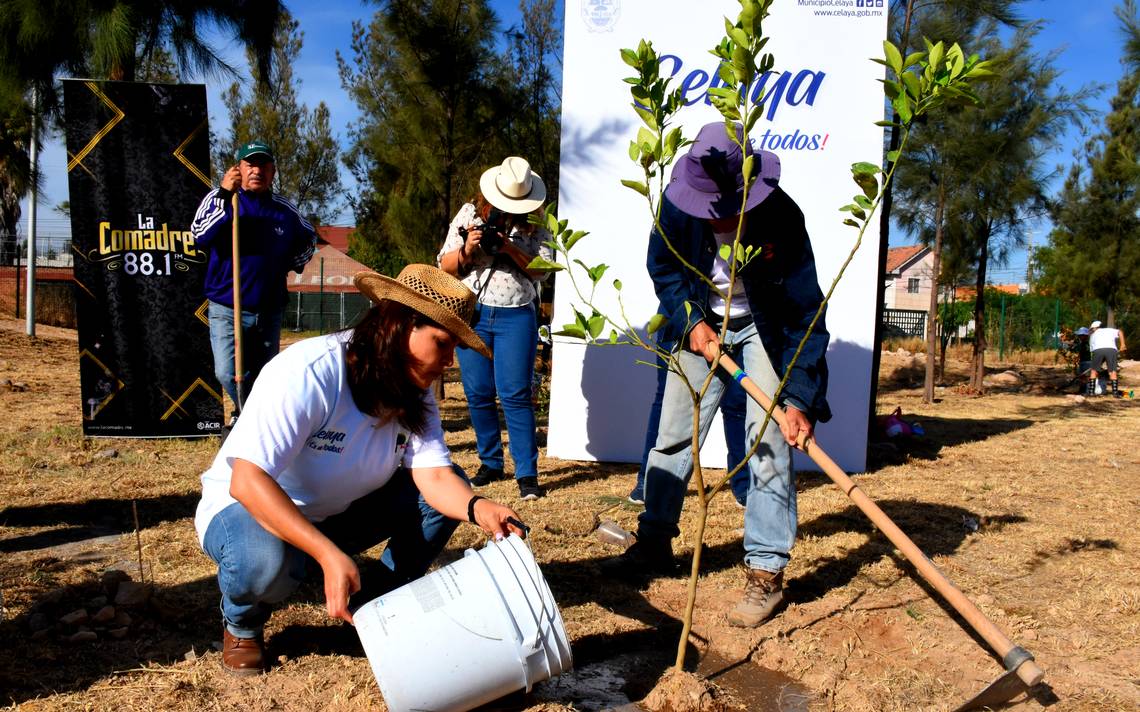 Plantan vecinos de Álamos 250 árboles - El Sol del Bajío | Noticias  Locales, Policiacas, de México, Guanajuato y el Mundo