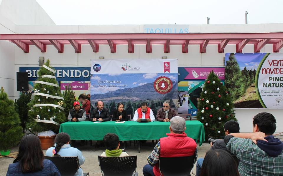 Oferta Guanajuato 5 mil árboles de Navidad naturales - El Sol del Bajío |  Noticias Locales, Policiacas, de México, Guanajuato y el Mundo