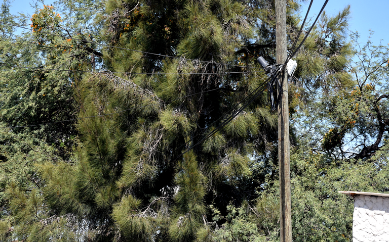 Piden a vecinos solicitar poda de árboles con riesgo a cortos circuitos -  El Sol del Bajío | Noticias Locales, Policiacas, de México, Guanajuato y el  Mundo