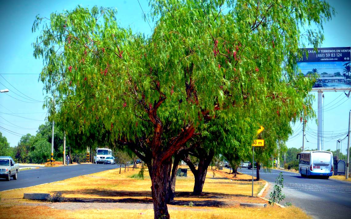 Reforestarán Celaya con árboles nativos - El Sol del Bajío | Noticias  Locales, Policiacas, de México, Guanajuato y el Mundo